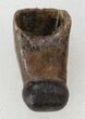 Rooted Alligatoroid (Brachychampsa) Tooth - Montana #38288-1